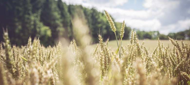 Stadt Borgholzhausen Stadt Borgholzhausen