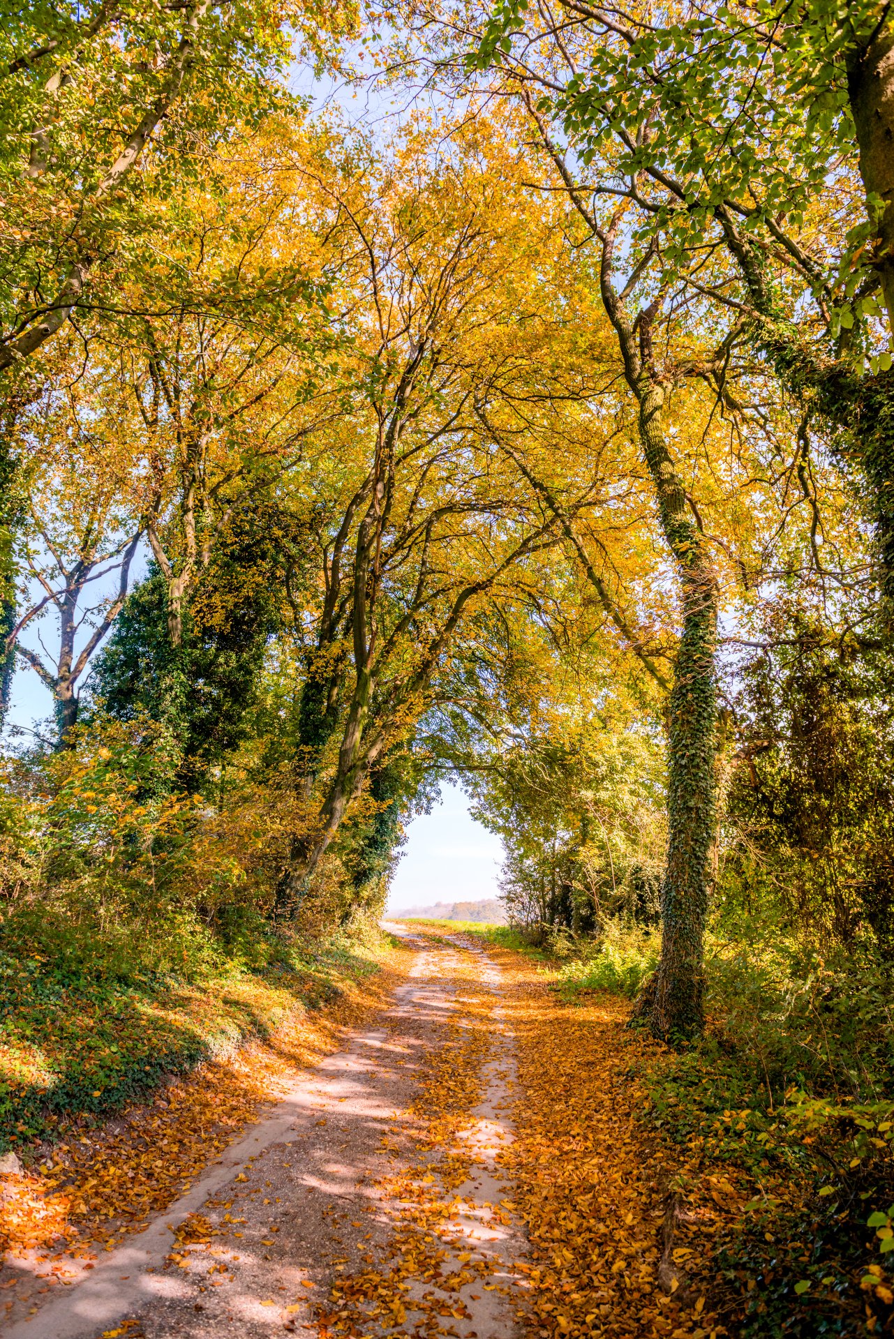 Stadt Borgholzhausen