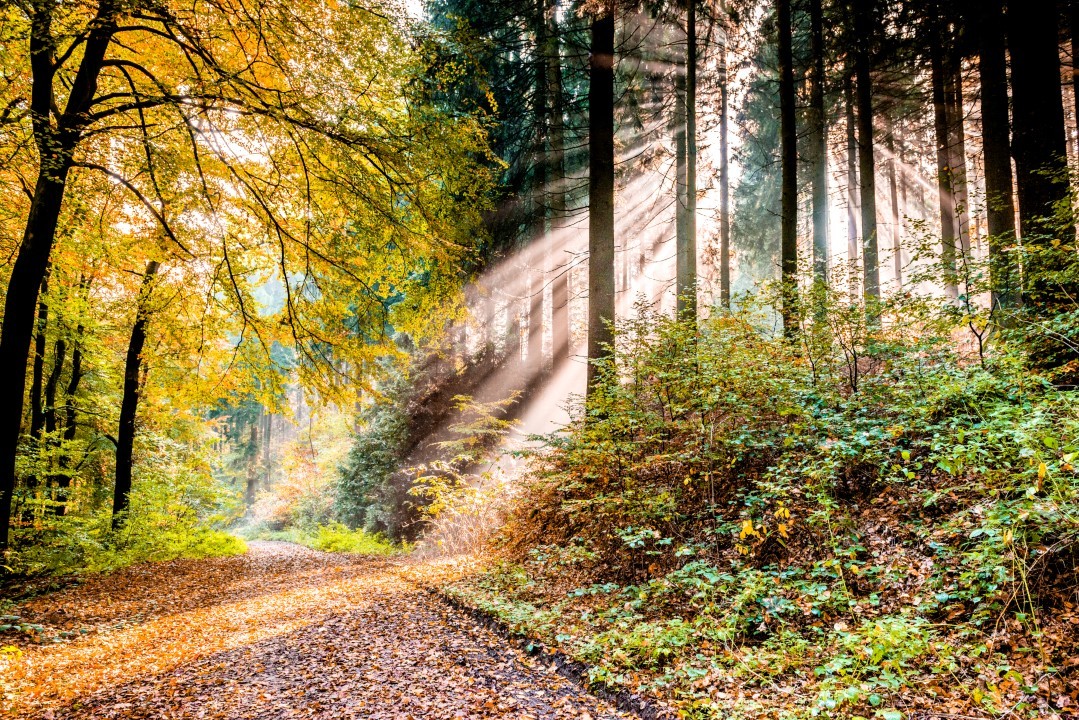 Stadt Borgholzhausen Stadt Borgholzhausen