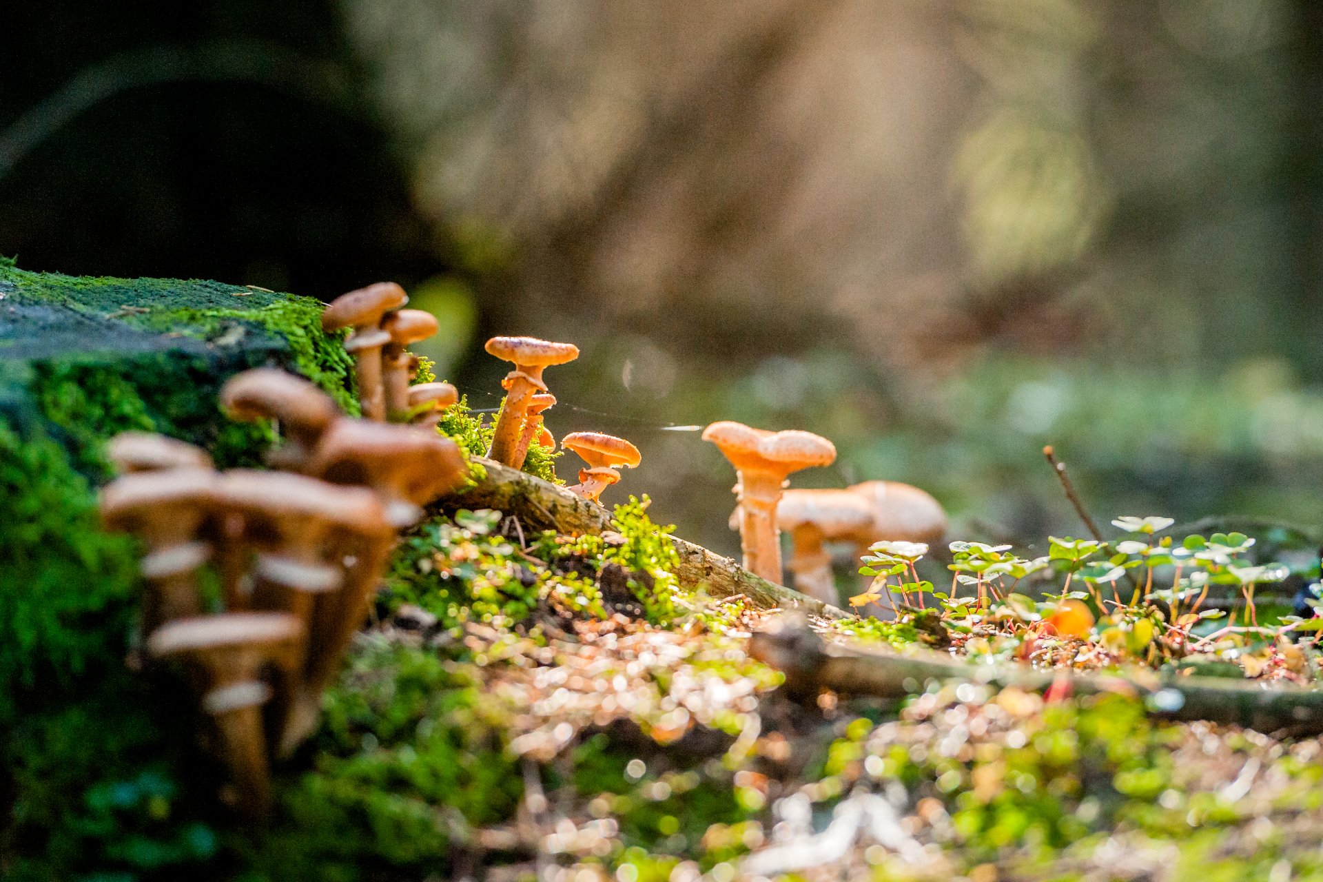Pilze im Wald | Borgholzhausen Pilze im Wald | Borgholzhausen