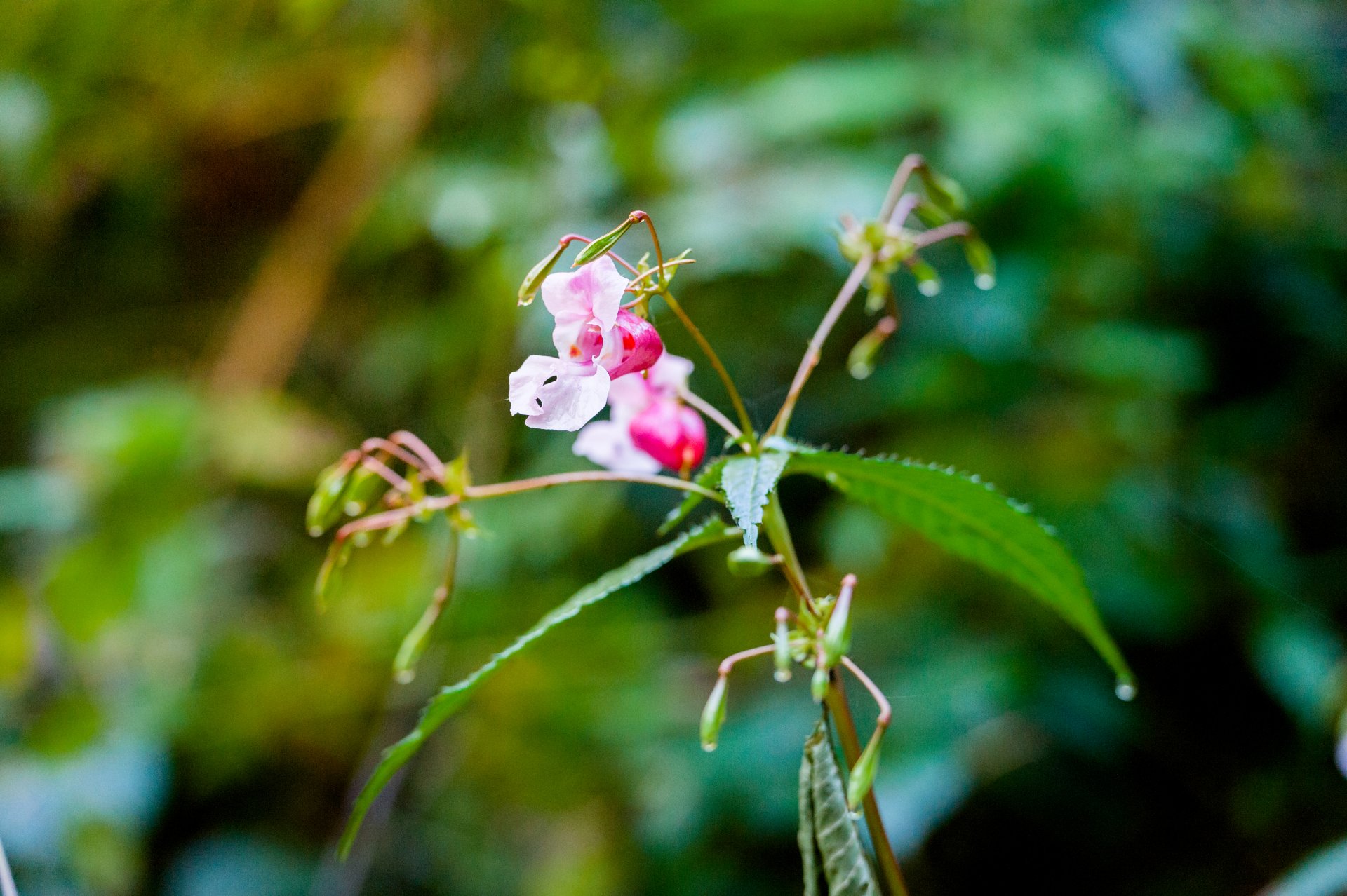 Blüte im Wald Borgholzhausen Blüte im Wald Borgholzhausen