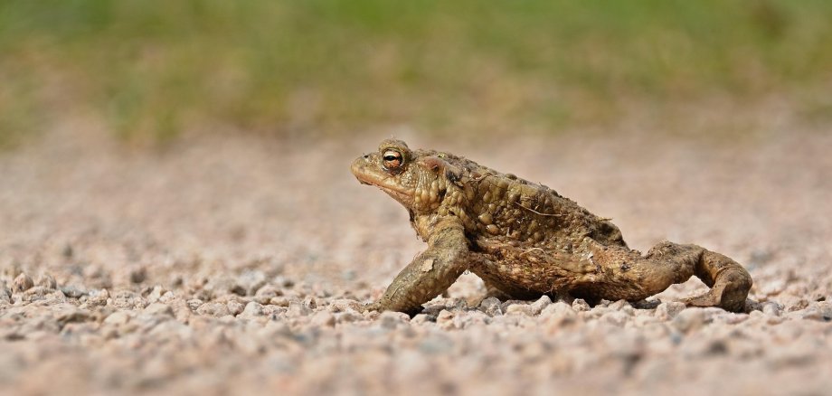 Amphibienwanderung Borgholzhausen