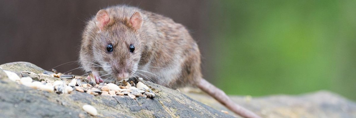 Bild Ratte Bild Ratte